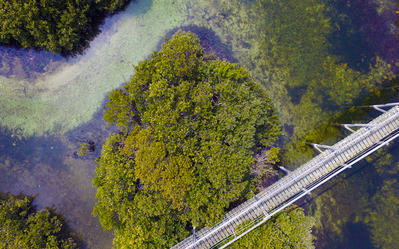 drone-mangroves