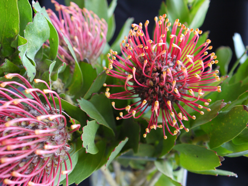 leucadendron