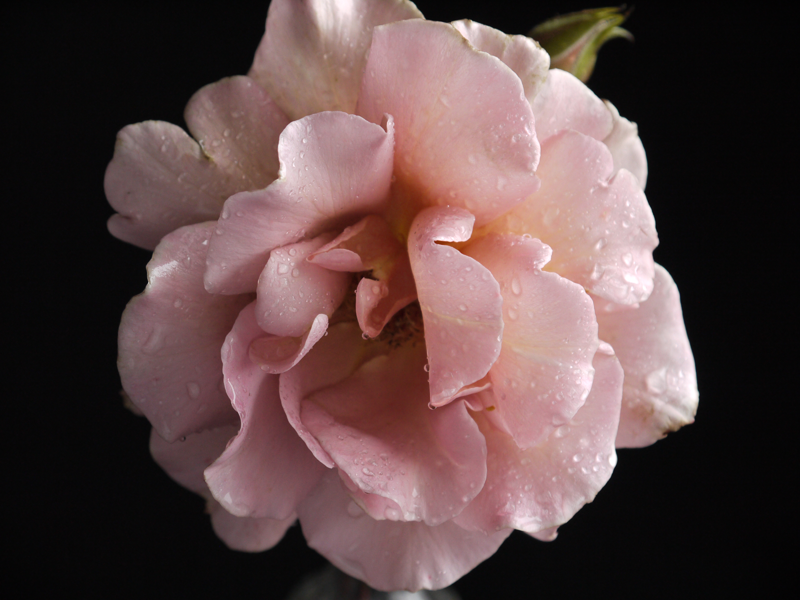 rose-closeup